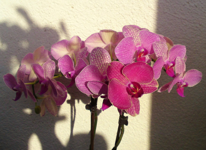  - Orhidee phalaenopsis