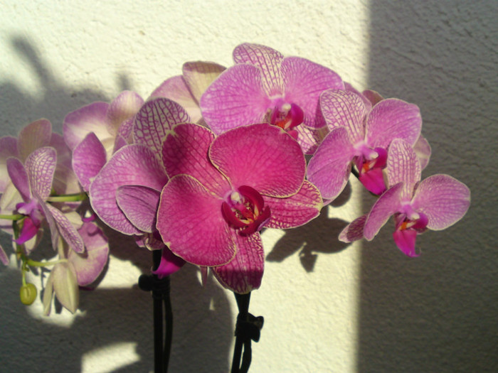  - Orhidee phalaenopsis