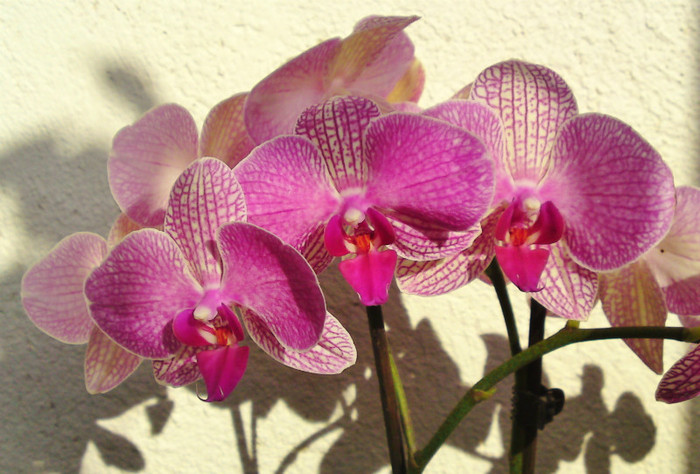  - Orhidee phalaenopsis