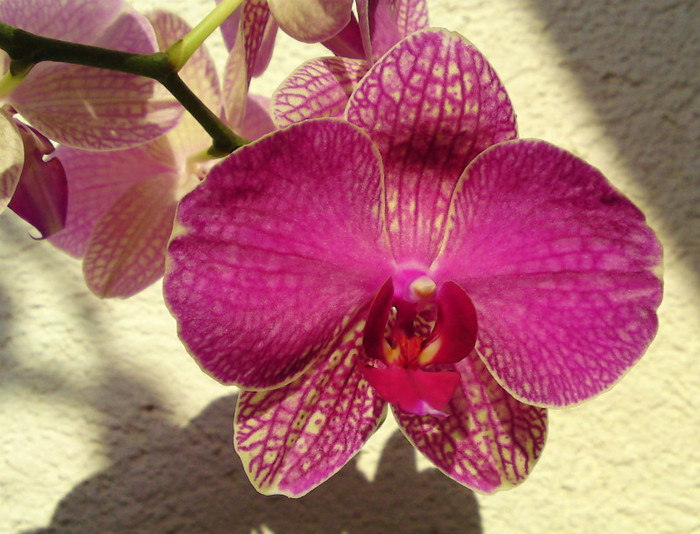  - Orhidee phalaenopsis