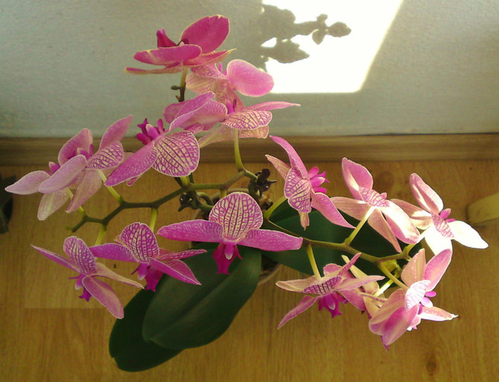  - Orhidee phalaenopsis