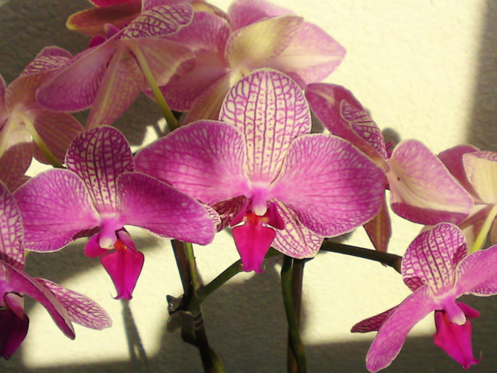  - Orhidee phalaenopsis