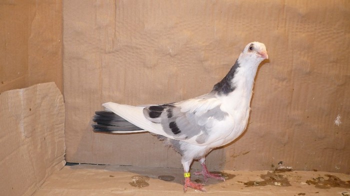 P1070106 - E- PUI Toamna 2011