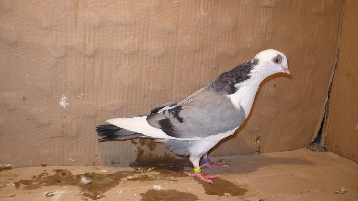 P1070121 - E- PUI Toamna 2011