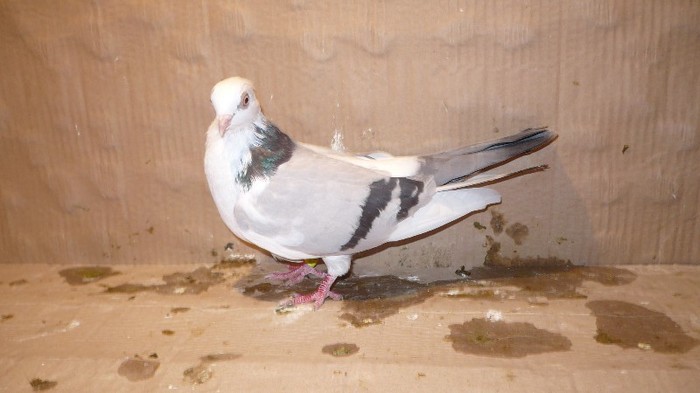 P1070130 - E- PUI Toamna 2011