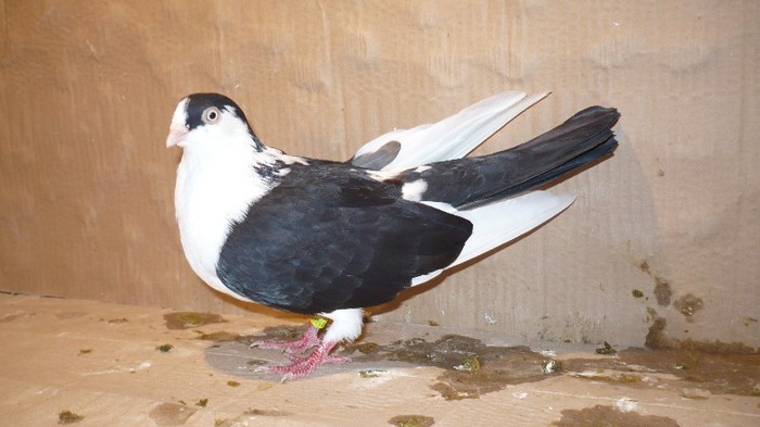 P1070143 - E- PUI Toamna 2011