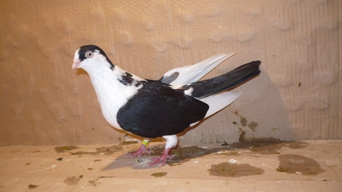 P1070140 - E- PUI Toamna 2011