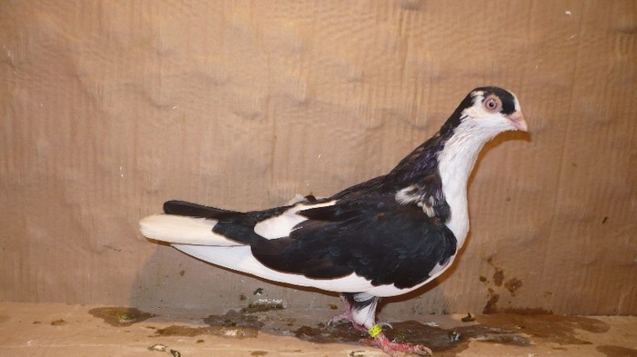 P1070144 - E- PUI Toamna 2011