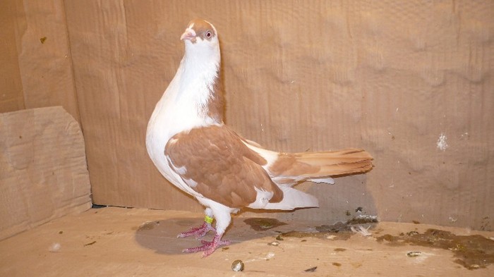 P1070147 - E- PUI Toamna 2011