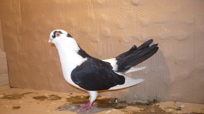 P1060851 - E- PUI Toamna 2011