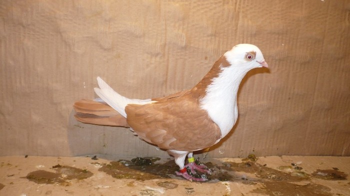 P1060870 - E- PUI Toamna 2011