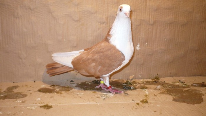 P1060871 - E- PUI Toamna 2011