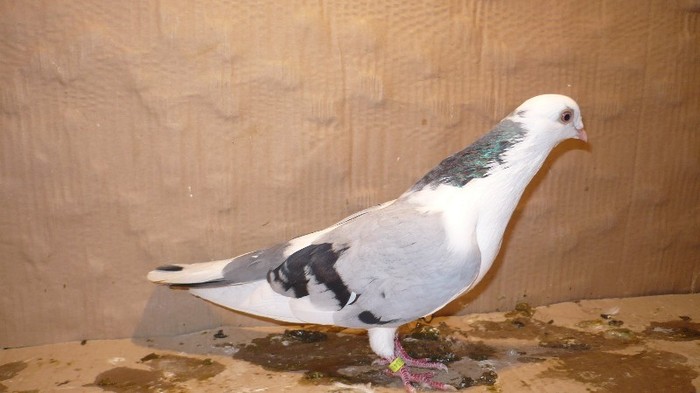 P1060874 - E- PUI Toamna 2011