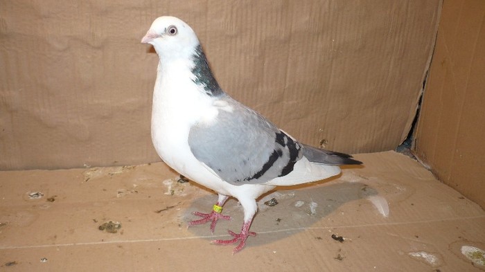 P1060613 - E- PUI Toamna 2011