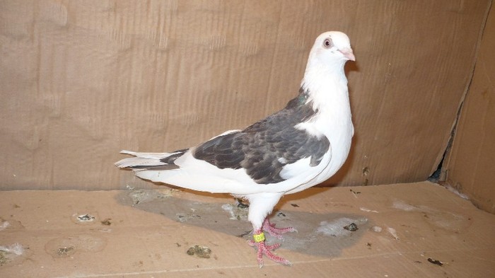 P1060614 - E- PUI Toamna 2011