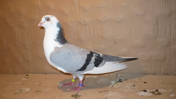 P1060618 - E- PUI Toamna 2011