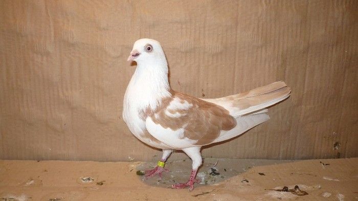 P1060623 - E- PUI Toamna 2011