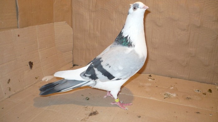 P1060632 - E- PUI Toamna 2011