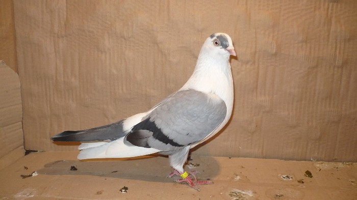 P1060630 - E- PUI Toamna 2011