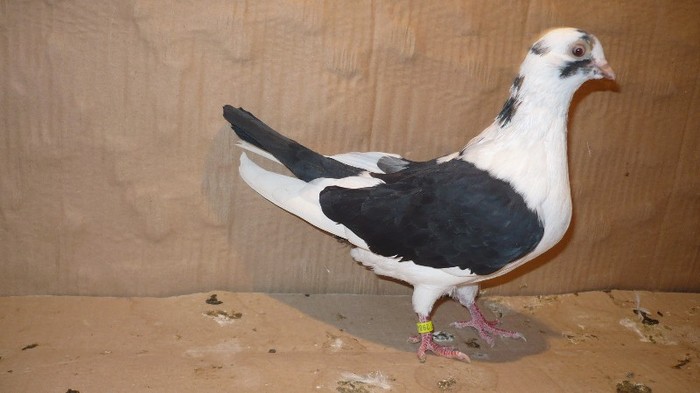 P1060637 - E- PUI Toamna 2011