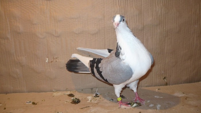 P1060640 - E- PUI Toamna 2011