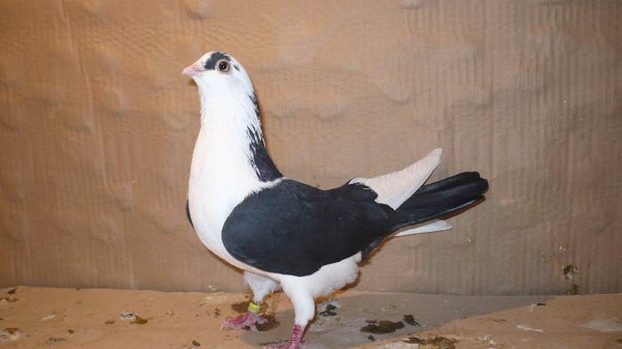 P1060649 - E- PUI Toamna 2011