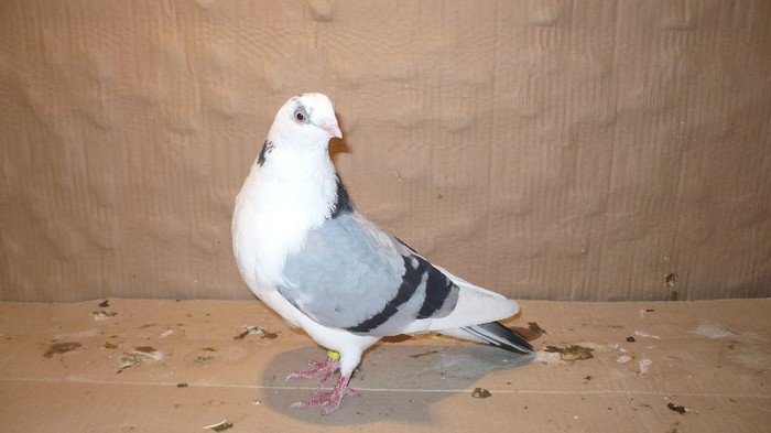 P1060658 - E- PUI Toamna 2011