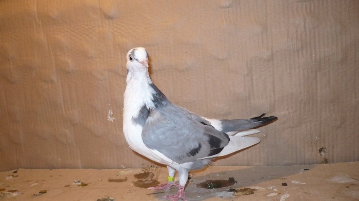 P1060662 - E- PUI Toamna 2011