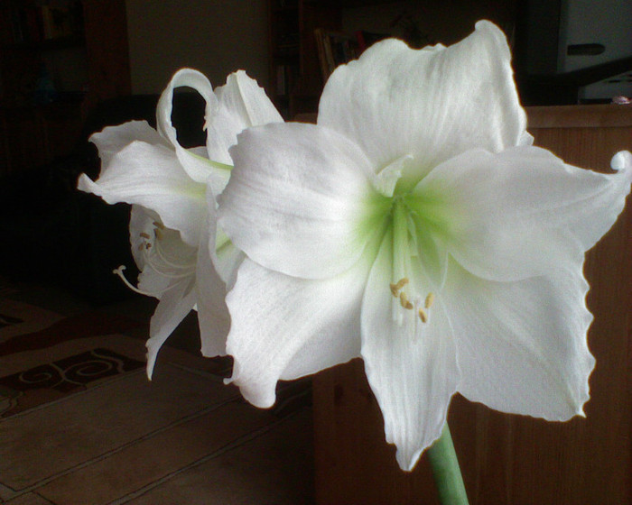 1 - Amaryllis