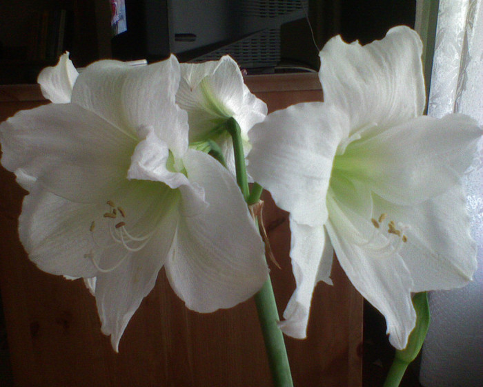 3 - Amaryllis