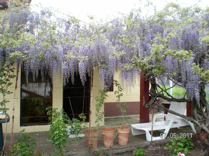 WISTERIA 2 - Wisteria de vis