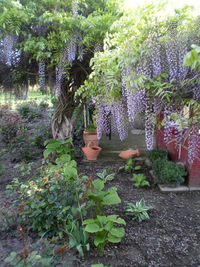 WISTERIA - Wisteria de vis