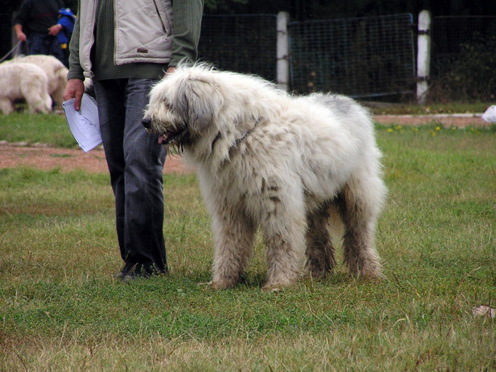 buzau 2004 19