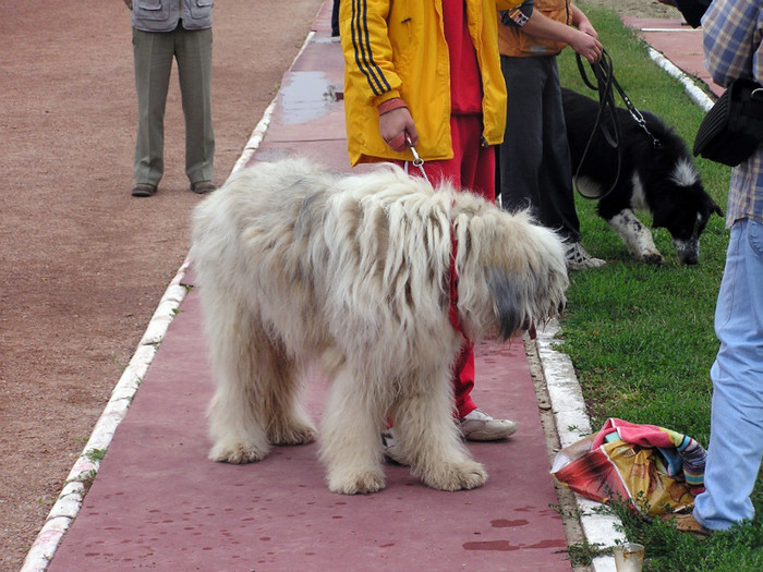 buzau 2004 3