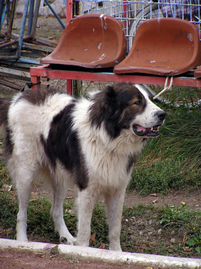 buzau 2004 37