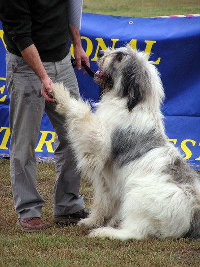 buzau 2004 55