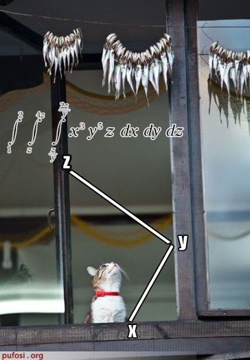 poze-amuzante-integrale-triple[1] - pisici