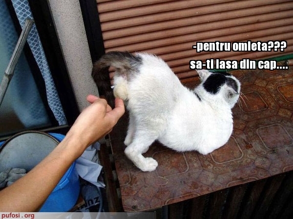 poze-amuzante-omleta-din-pisica[1] - pisici