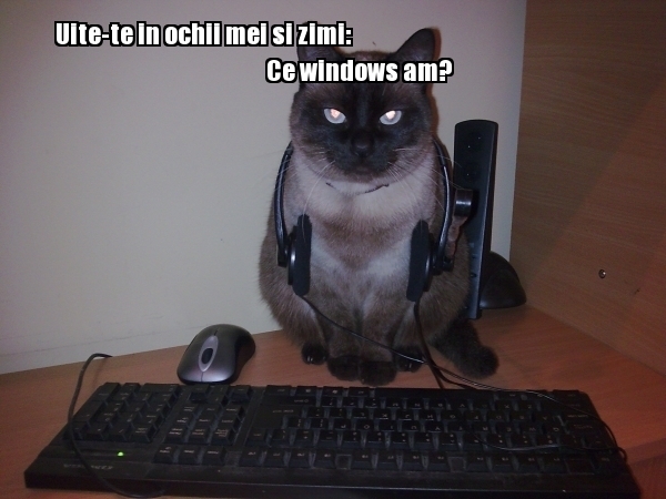 poze-amuzante-pisica-la-calculator[1] - pisici - onlyme
