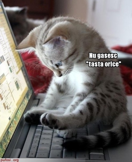 poze-amuzante-pisica-pe-laptop[1]