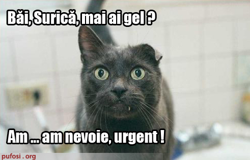 poze-amuzante-pisica-se-da-cu-gel[1] - pisici