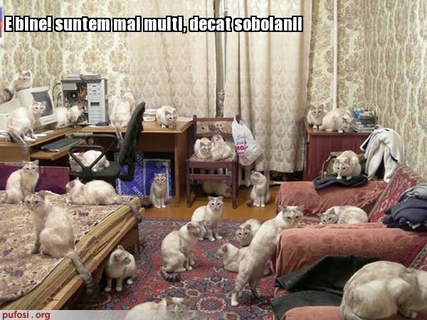 poze-amuzante-pisici-si-soareci[1] - pisici