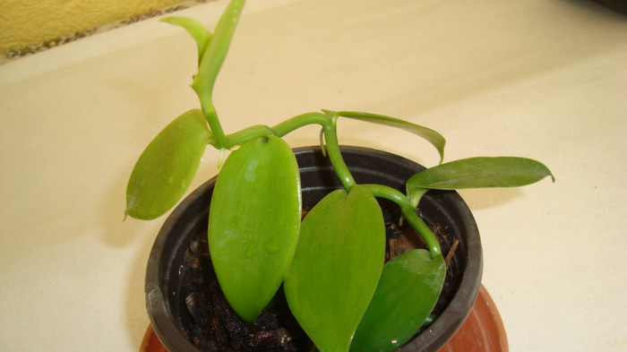 vanilla 7,10,2011 - Vanilla planifolia