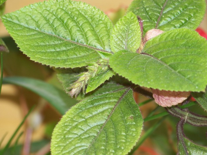 100_9272 - Plectranthus ciliatus