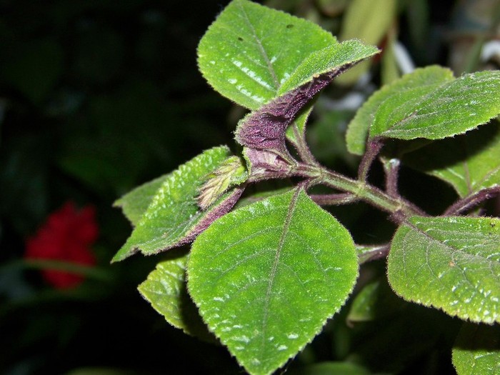 100_9341 - Plectranthus ciliatus