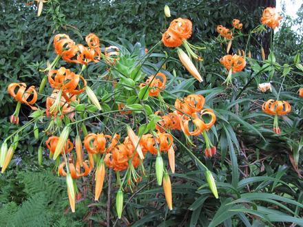 Lilium Henry Pentimento