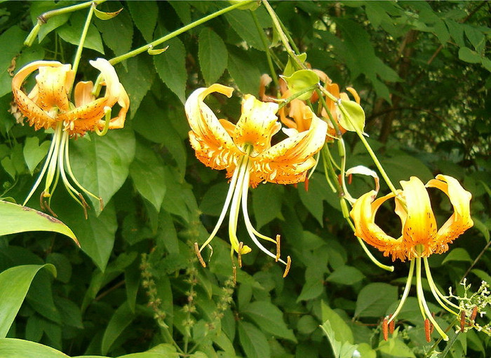 In gradina botanica la departamentul cercetare - Crin unicat Henry Pentimento