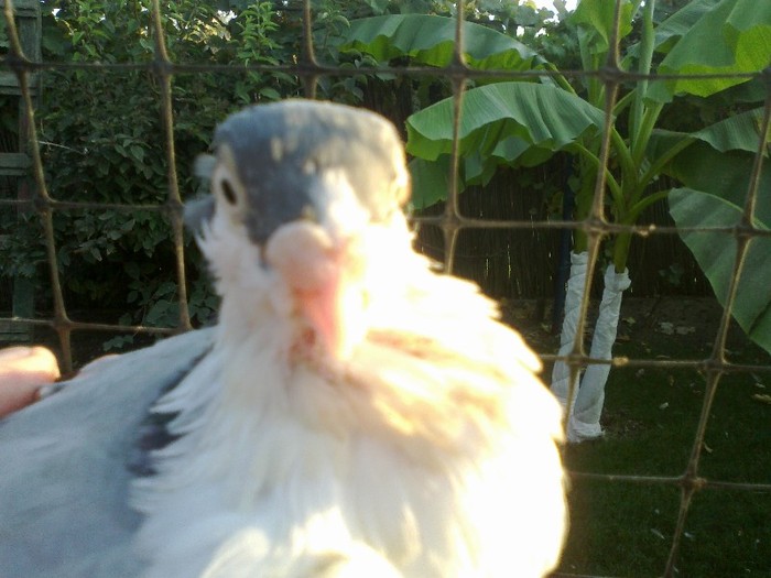 baiat - vineti motati