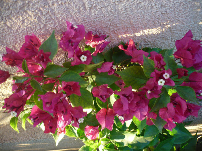 P1100406 - zzz-BOUGAINVILLEA-2011