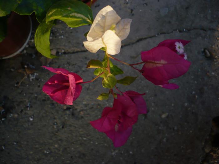 P1100407 - zzz-BOUGAINVILLEA-2011